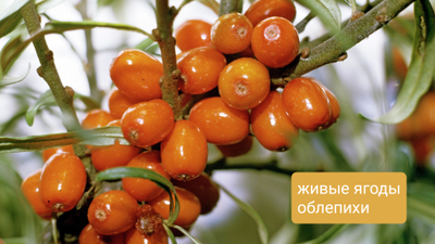 "Облепиха" Силиконовый молд