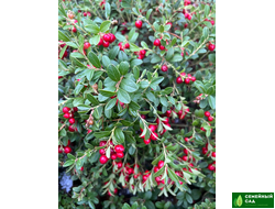 Брусника садовая "Ред Перл"