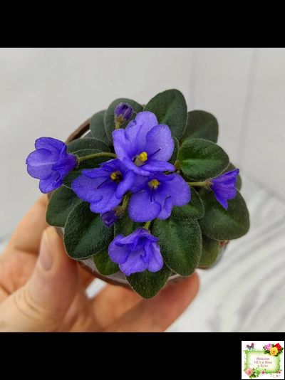 Rob's Twinkle Blue (R.Robinson)