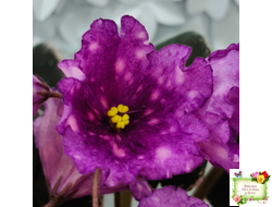 Nik-Кони в Яблоко  (Н. Булко) 2022 г. (пестролистный лонг)