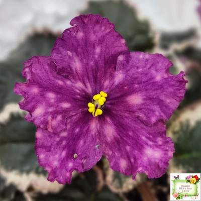 ВаТ-Калейдоскоп (Т. Валькова) 2015 г.