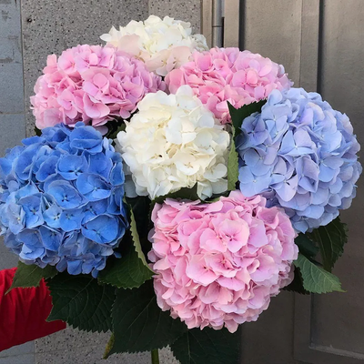 7 нежных гортензий