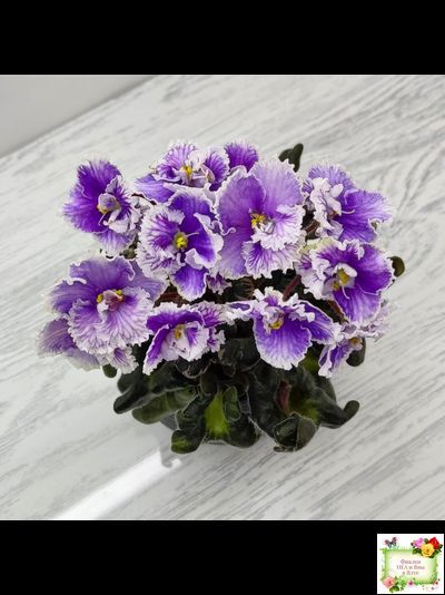 Н-Тет-а-Тет (Н. Бердникова) 2019 г. (лист укоренённый с деткой)