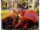 Dionaea muscipula Vampire