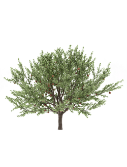 плодовые Гранат обыкновенный 2