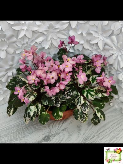 Mac&#039;s 1306-2 (G.McDonald) трейлер