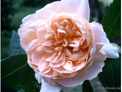 Роза кустовая (шраб) Colette (MEIroupis, John Keats), C5