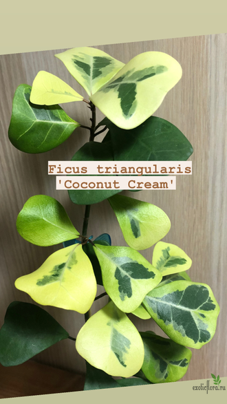 Ficus Triangularis Coconut Cream / фикус триангулярис кремовый