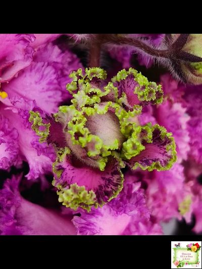 БР-Сочная Ягодка Люкс (С. и Н. Буркацкие) 2022 г.