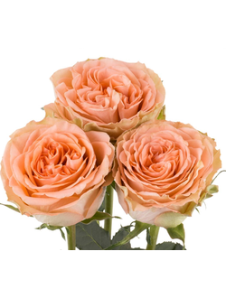 Кантри Хоум (Country Home)