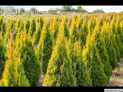 Туя Голд Смарагд - Gold Smaragd