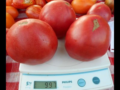 Томат Минусинские сердцевидные