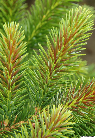 Ель сербская Ротер Аустреб