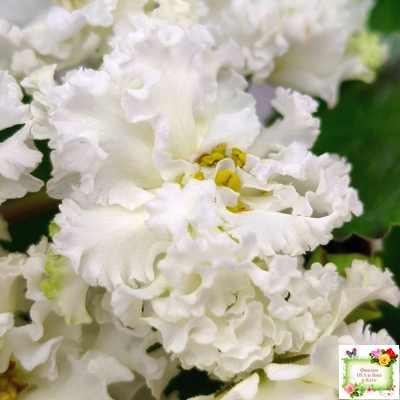 АВ-Легенда о Золотой Луне (Фиалковод) 2023 г. (лист с деткой укоренённый)