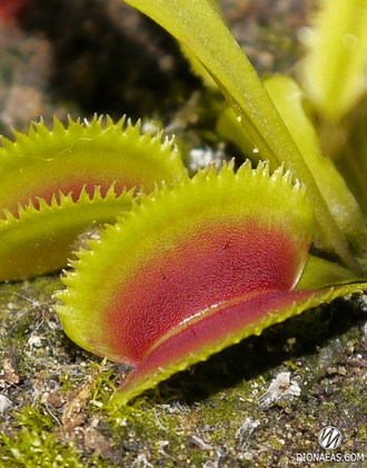 Dionaea muscipula Sawtooth