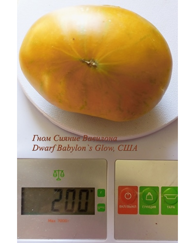 Томат Гном  Сияние  Вавилона (Babylon's Glow Dwarf)
