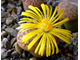 Lithops pseudotruncatella v.elisabethiae C187 - 10 семян