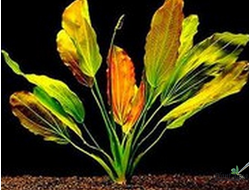 Эхинодорус Fancy Twist (пластиковый горшок)