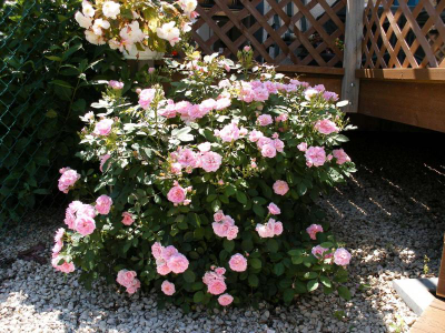 Роза  Прейри Джой (Rosa Prairie Joy), ОКС, Бельгия