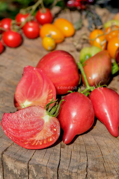 Томат Огненная Комета Софии, 10 шт