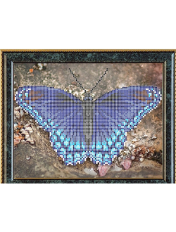 Ленточник Астианакт, К4155