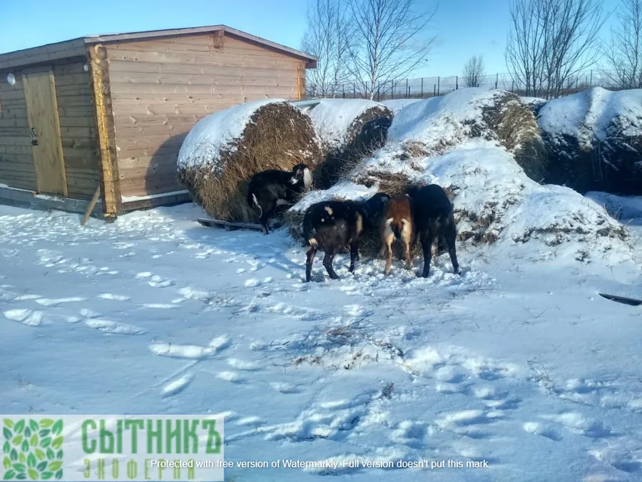 Нубийские козы зимой на ферме