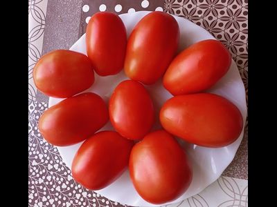 Томат Пир на весь мир