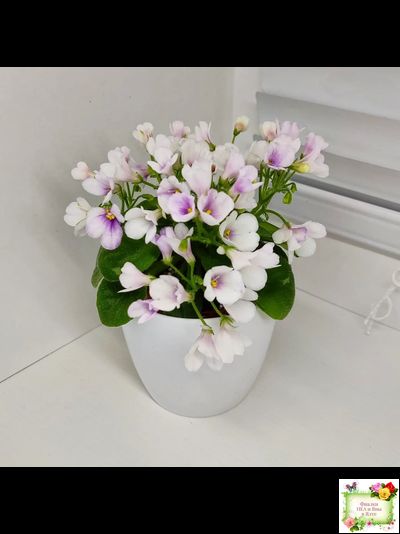 ЛЕ-Котёнок Мяу (Е. Лебецкая) 2016 г.