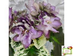 Nik-Магический Туман (Н. булко) 2024 г.