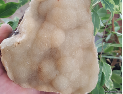 Кальцита, сферолиты на окисленной породе. Россия. 140*100*96мм