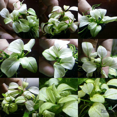 Анубиас Петит Белый (пластиковый горшок)