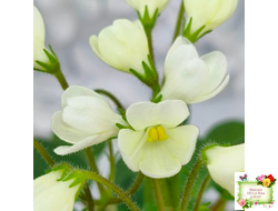 Chantaspring (R. Р. Hair) 1996 г. трейлер (пасынок посажен 20.10.25)