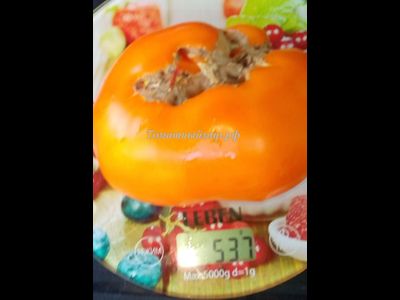 Томат Японское томатное дерево (Japanese tomato tree)