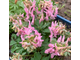 Corydalis solida Cherry Orchard
