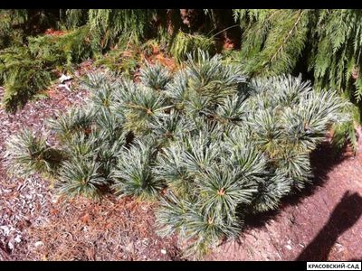 Сосна кедровая Блю Мопс - Blue Mops