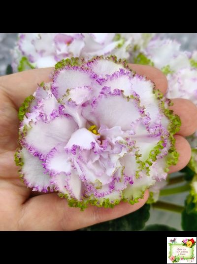 Фея (Т. Л. Дадоян) (лист укоренённый)