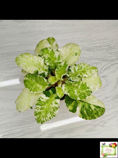 КНН-Крокус химерный спорт по листу