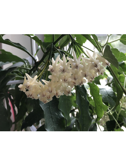Hoya Lockii