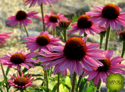 Эхинацея пурпурная (лекарственная) (саженец 1 года)