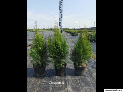 Туя Брабант в горшке - контейнере 70 см