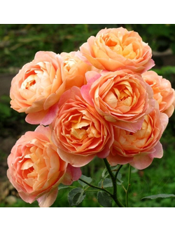 Леди оф Шалот (Lady of Shalott)