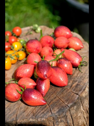 Томат Загадка Клубничного Водопада