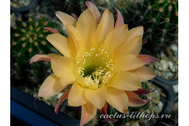 ECHINOPSIS hybrid `KAPUCHINO`