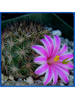 Mammillaria blossfeldiana KKR 157