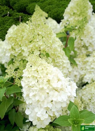 Гортензия метельчатая "Polar Bear" (Полярный Медведь)