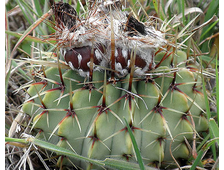 Notocactus buiningii VG-1680 - 5 семян