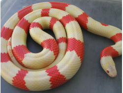 Гондурасская молочная змея-альбинос (Lampropeltis triangulum hondurensis albino)