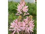 Camassia leichtlinii Pink Star