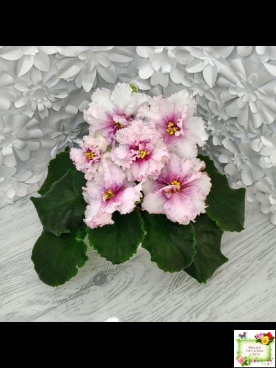 РМ-Ягодный Мармелад (Н.Скорнякова) 2019 г.