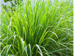 Лемонграсс (Lemongrass/Cimbopogon citratus) Иран, 5 мл - 100% натуральное эфирное масло